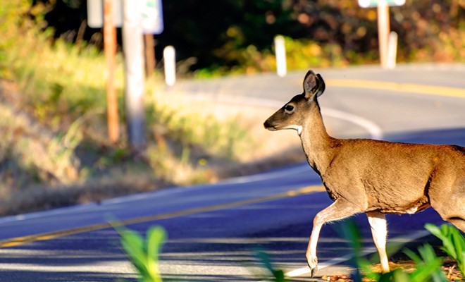 deer-crossing-road